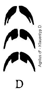 agrilus_klauentyp_d.gif