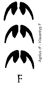 agrilus_klauentyp_f.gif