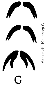 agrilus_klauentyp_g.gif
