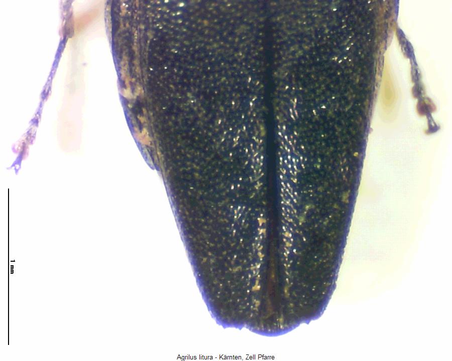 agrilus_litura_fld.jpg