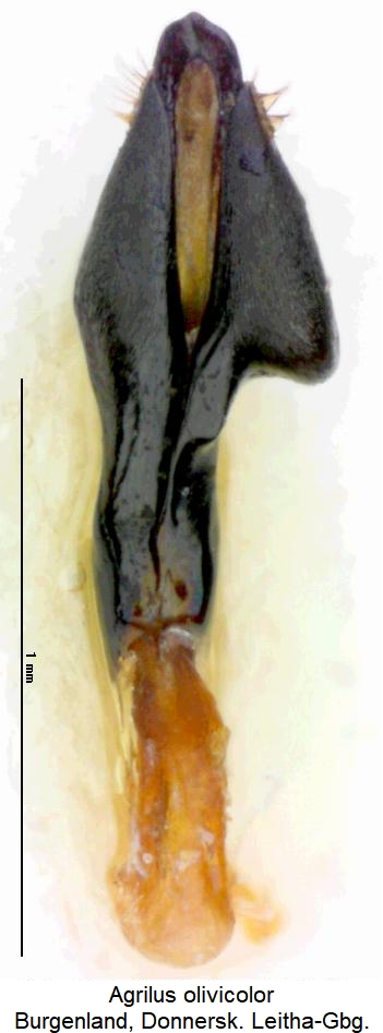 agrilus_olivicolor.jpg