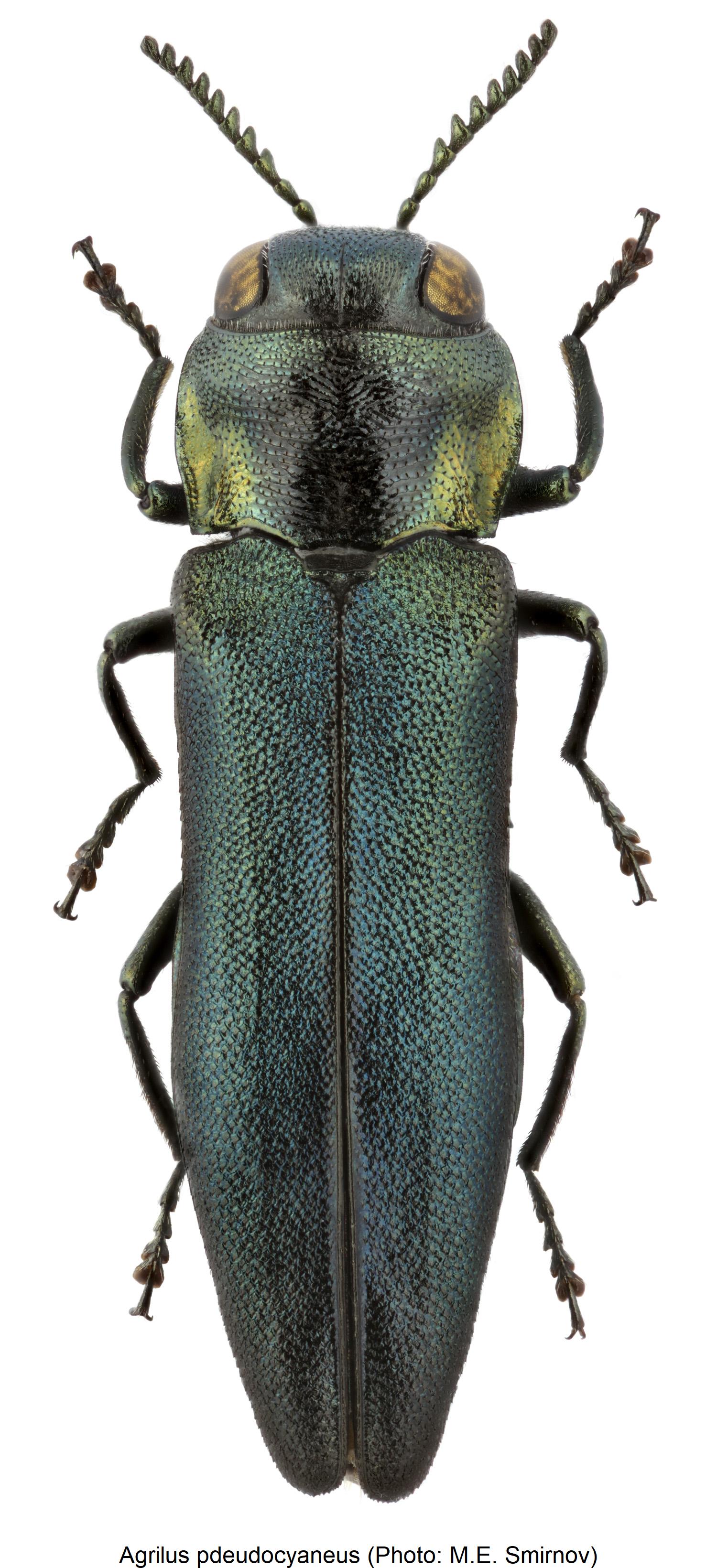 agrilus_pdeudocyaneus_hab.jpg