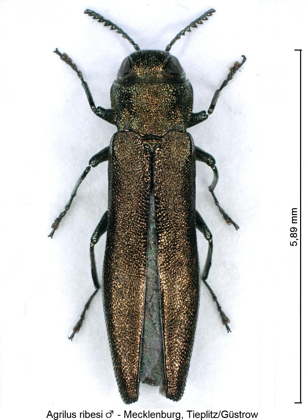 agrilus_ribesi_m_hab.jpg