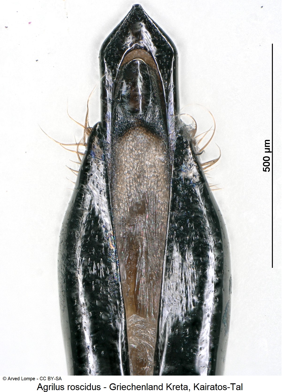 agrilus_roscidus_ck34285336-1.jpg
