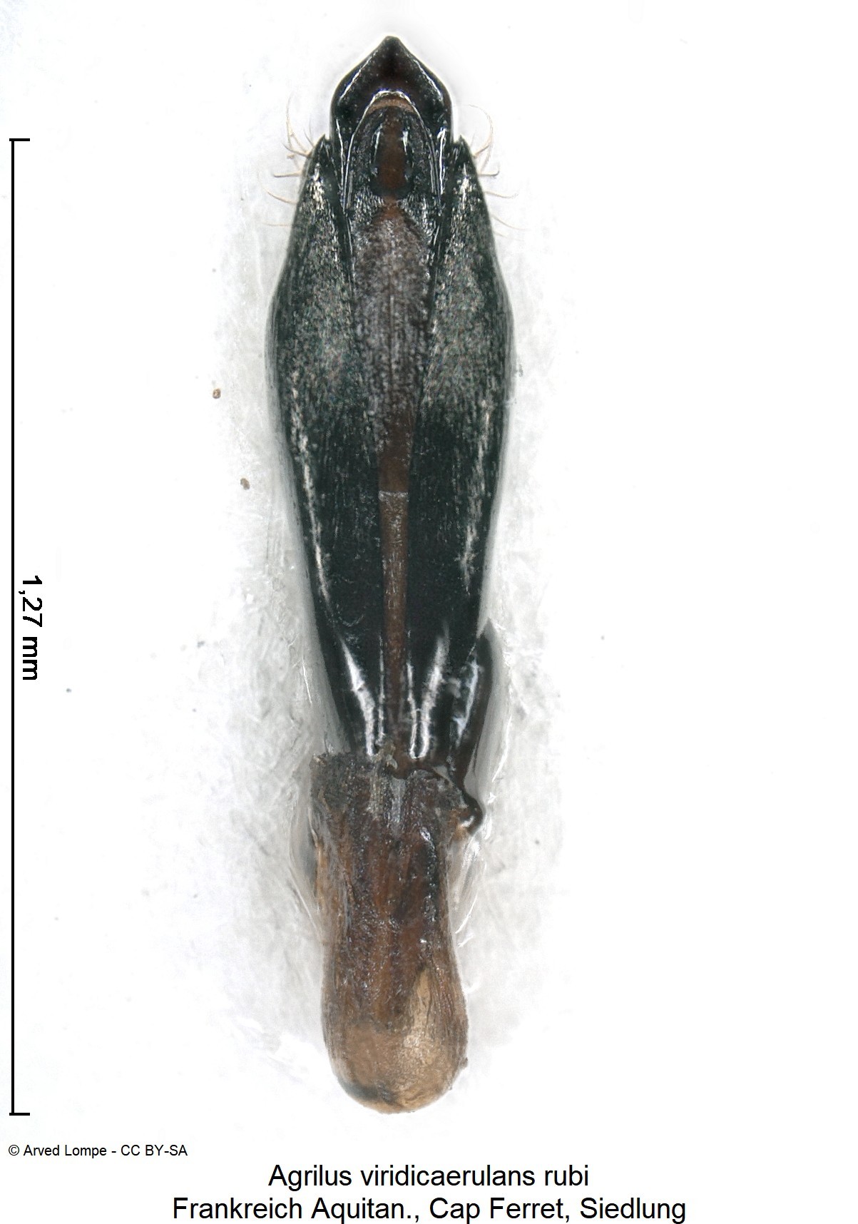 agrilus_rubi_ck34275665.jpg