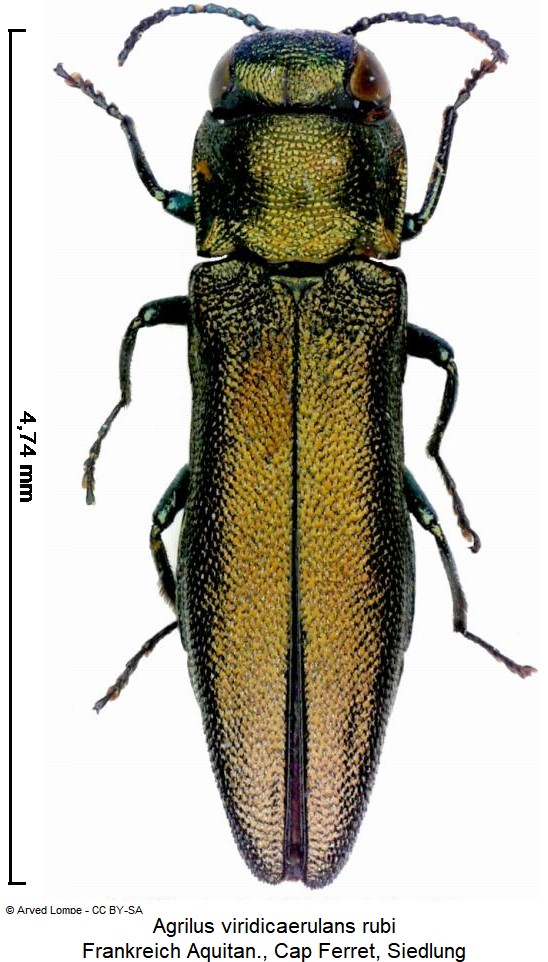 agrilus_rubi_hab.jpg