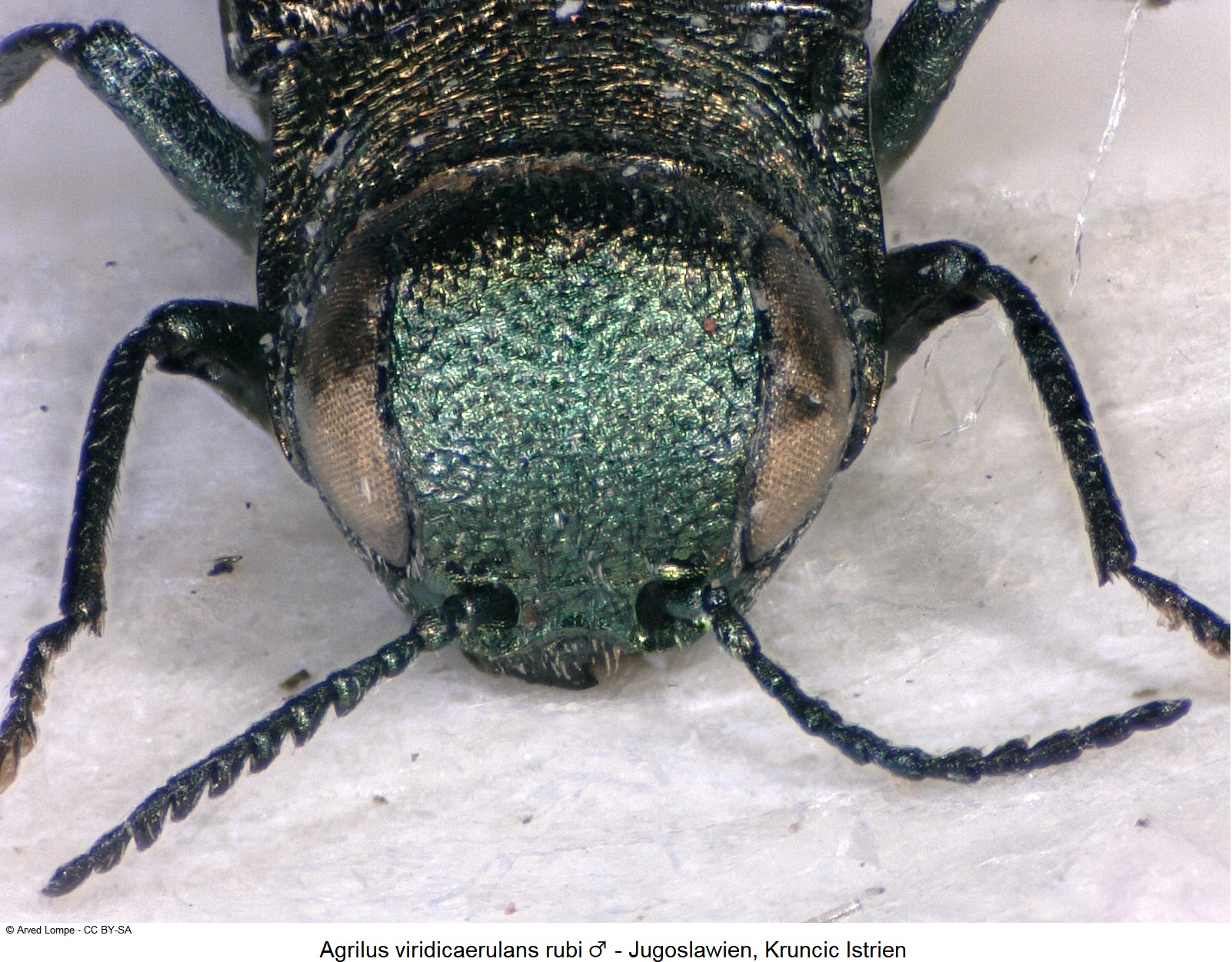 agrilus_rubi_m_ck7436_k.jpg