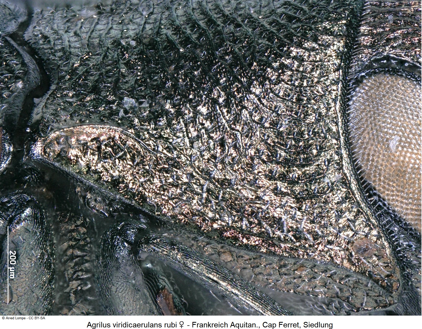 agrilus_rubi_w_ck34275665_sa_hsch.jpg