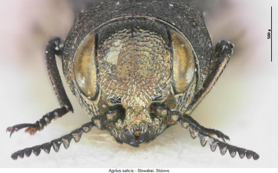agrilus_salicis_k.jpg