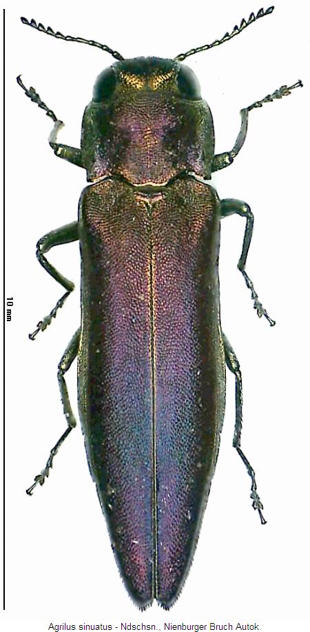 agrilus_sinuatus_hab.jpg