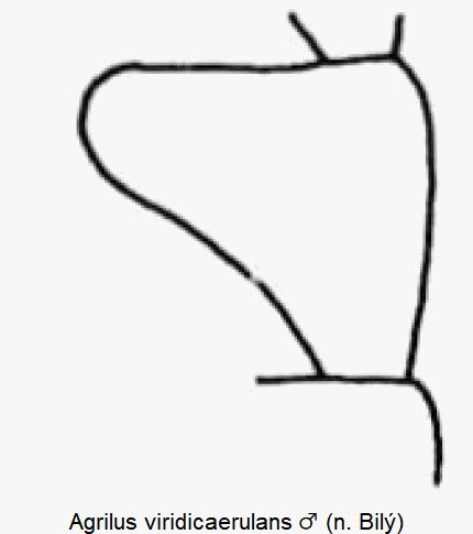 agrilus_viridicaerulans_m_f.gif