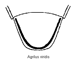 agrilus_viridis_as.gif