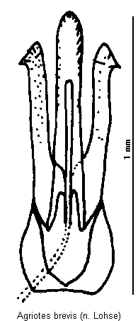 agriotes_brevis.gif