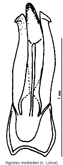 agriotes_medvedevi.gif