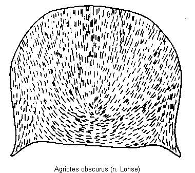 agriotes_obscurus_hsch.gif
