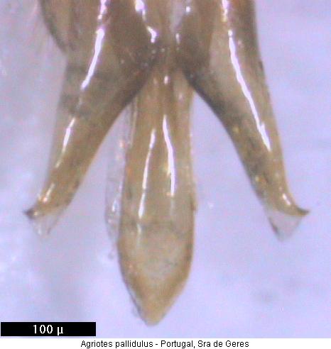 agriotes_pallidulus.jpg