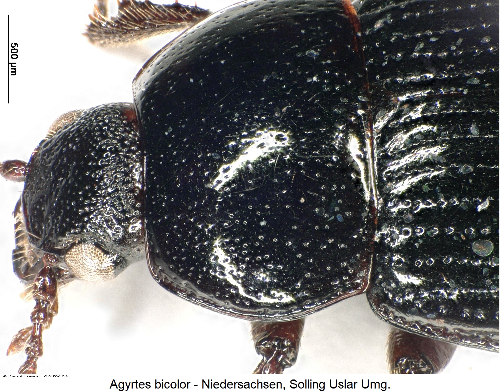 agyrtes_bicolor_$30798090_hsch.jpg
