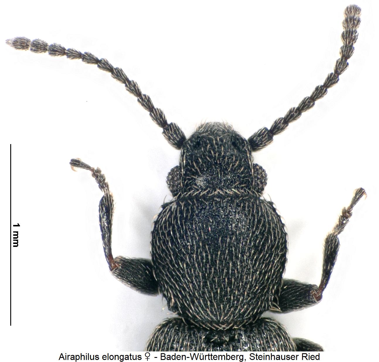airaphilus_elongatus_w_vk.jpg