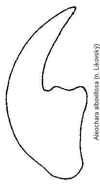 aleochara_albovillosa_is.gif