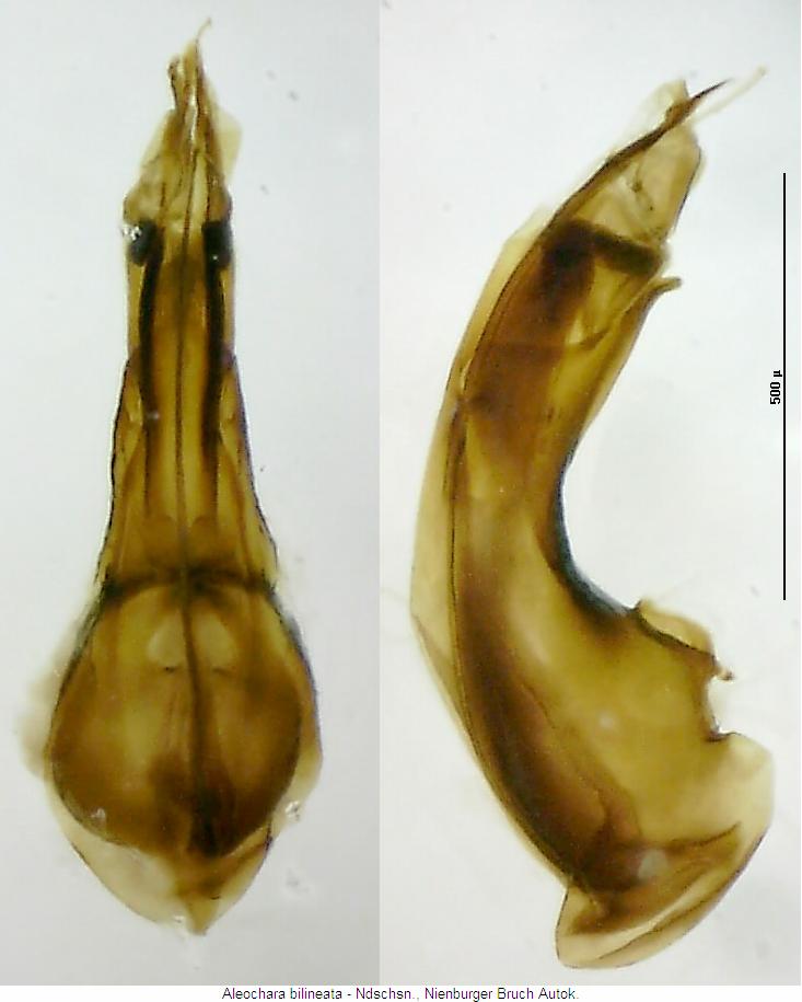 aleochara_bilineata.jpg