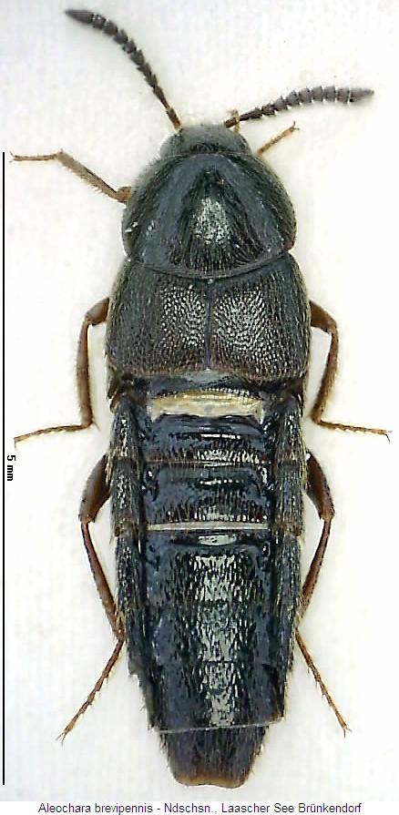 aleochara_brevipennis_hab.jpg