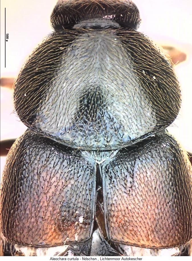 aleochara_curtula_vk.jpg