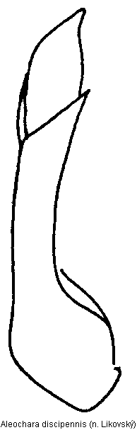 aleochara_discipennis.gif