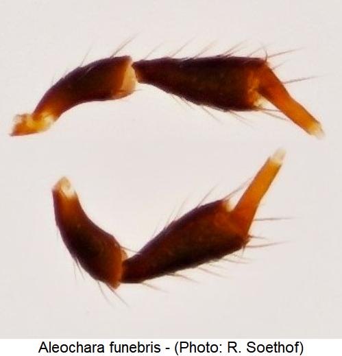 aleochara_funebris_ts1.jpg