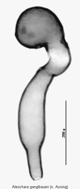 aleochara_ganglbaueri_sperm.gif
