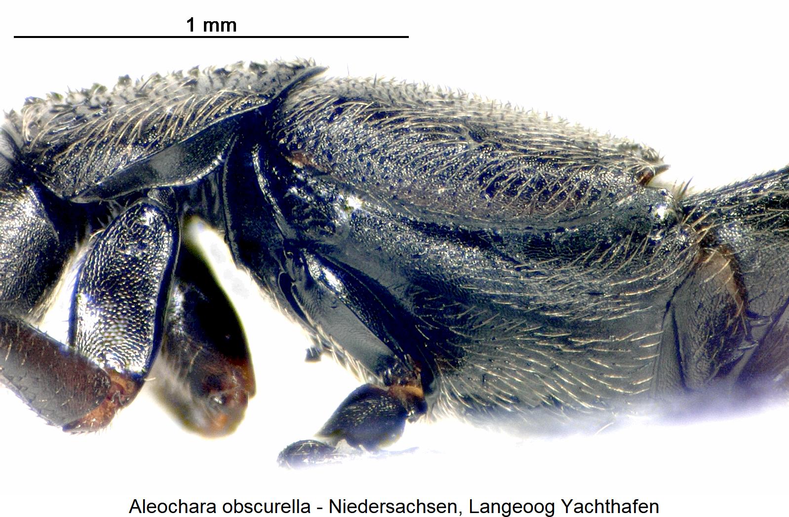 aleochara_obscurella_sa.jpg