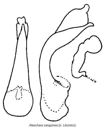 aleochara_sanguinea.gif