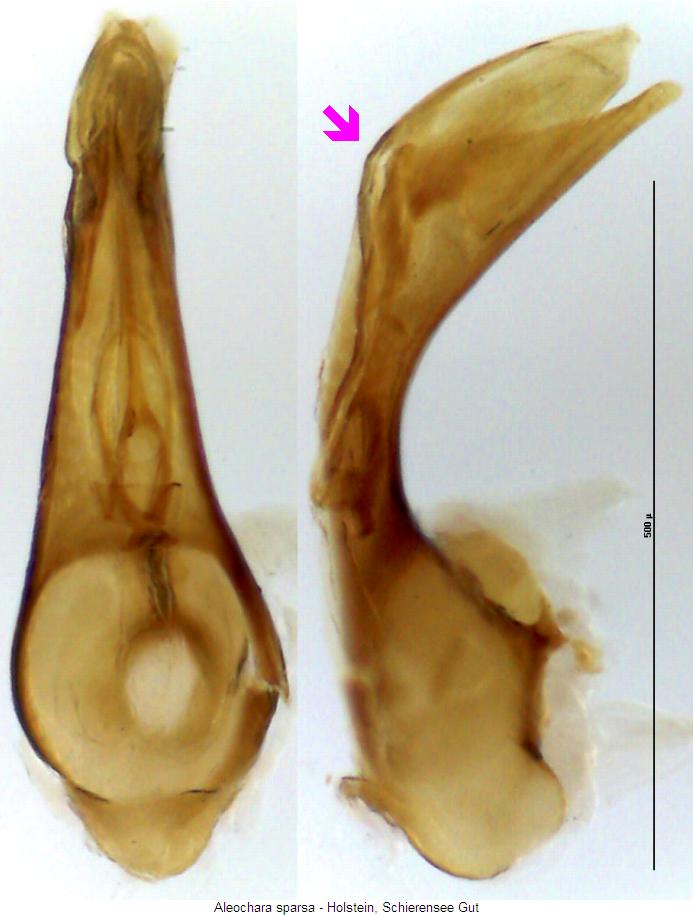 aleochara_sparsa.jpg