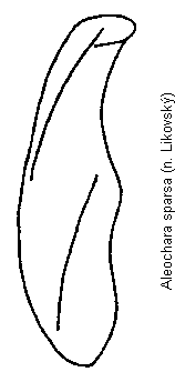 aleochara_sparsa_is.gif