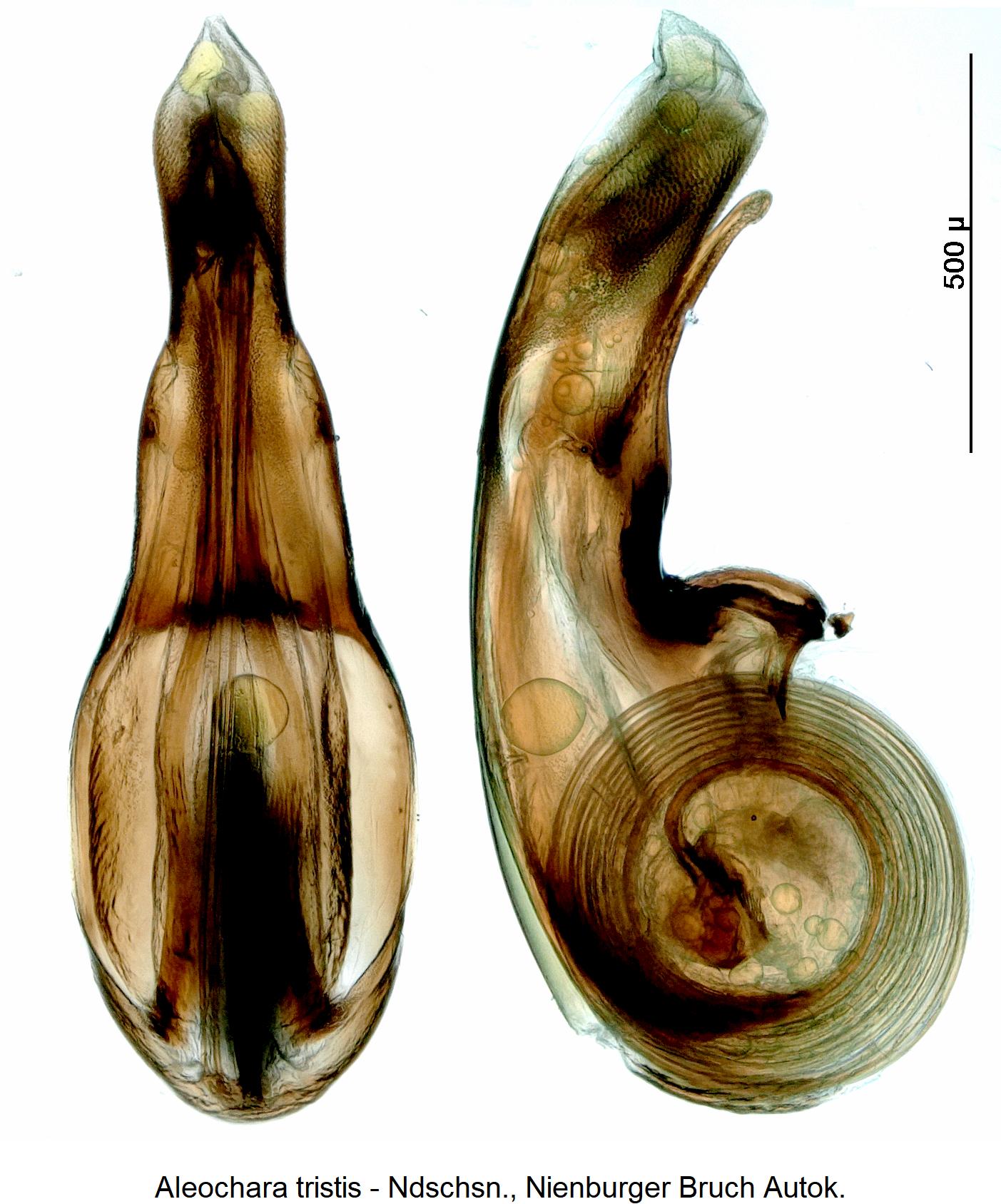 aleochara_tristis1.jpg