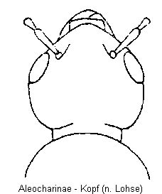 aleocharinae_k.gif