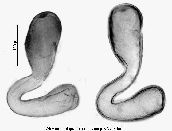 alevonota_elegantula_sperm.jpg