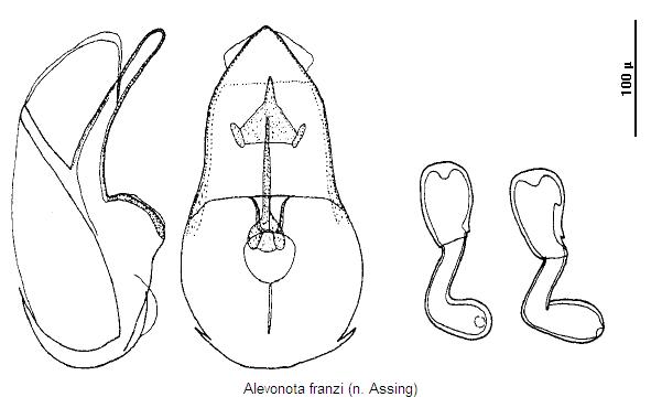 alevonota_franzi.jpg