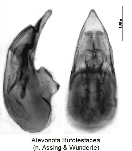 alevonota_rufotestacea.jpg