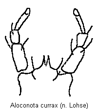 aloconota_currax_mund.gif