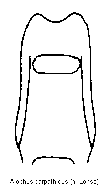 alophus_carpathicus.gif