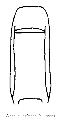 alophus_kazfmanni.gif