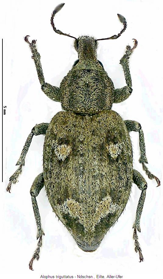 alophus_triguttatus_hab.jpg