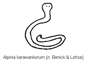 alpinia_karawankorum_sperm.gif