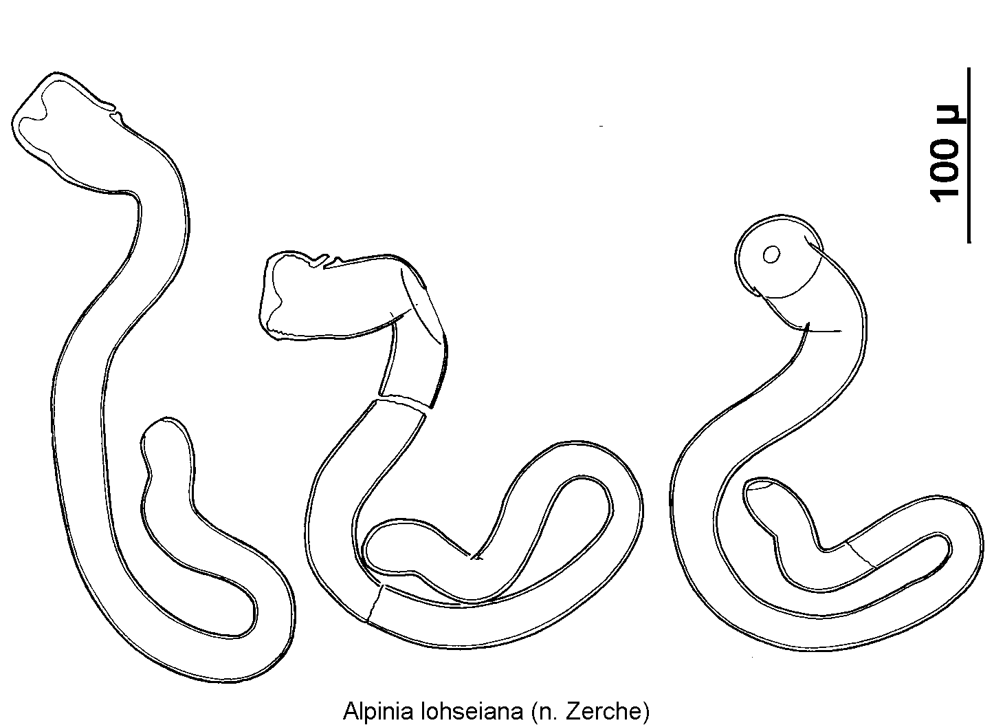 alpinia_lohseiana_sperm.gif