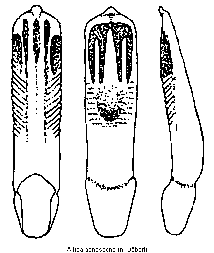 altica_aenescens2.gif