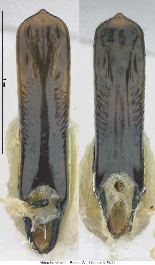 altica_brevicollis1.jpg