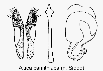 altica_carinthiaca_sperm.gif