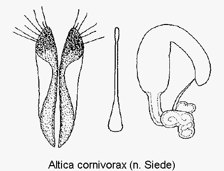altica_cornivorax_sperm.gif