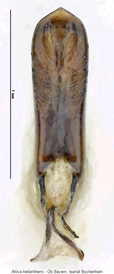 altica_helianthemi.jpg