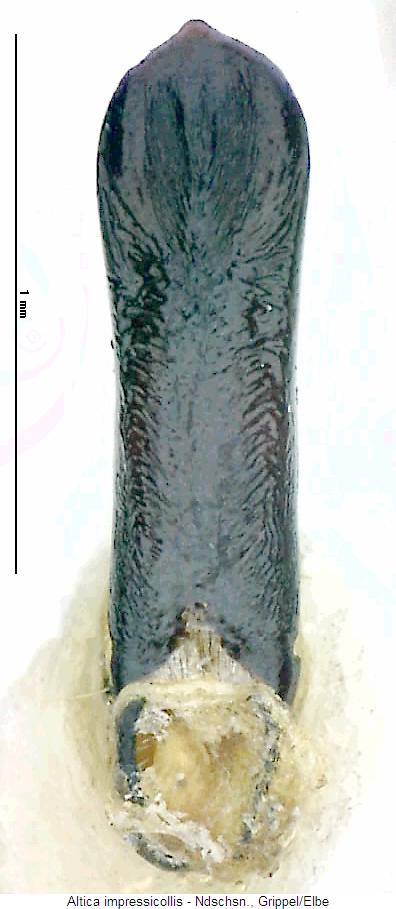 altica_impressicollis.jpg